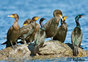 Phalacrocorax auritus